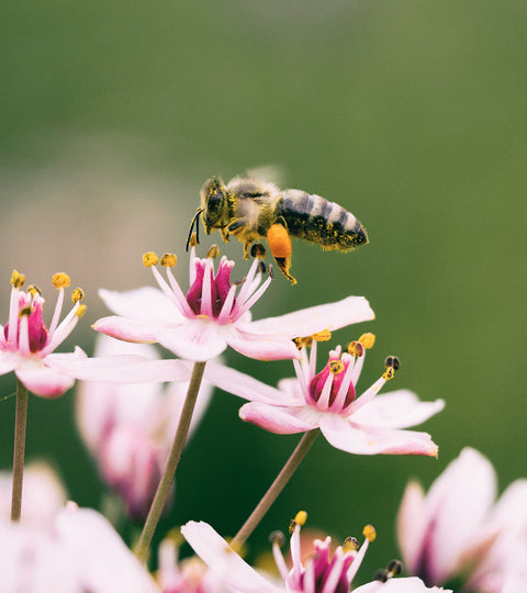 Mother Earth is the Real Queen Bee