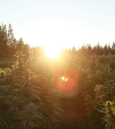 The Hype About Hemp
